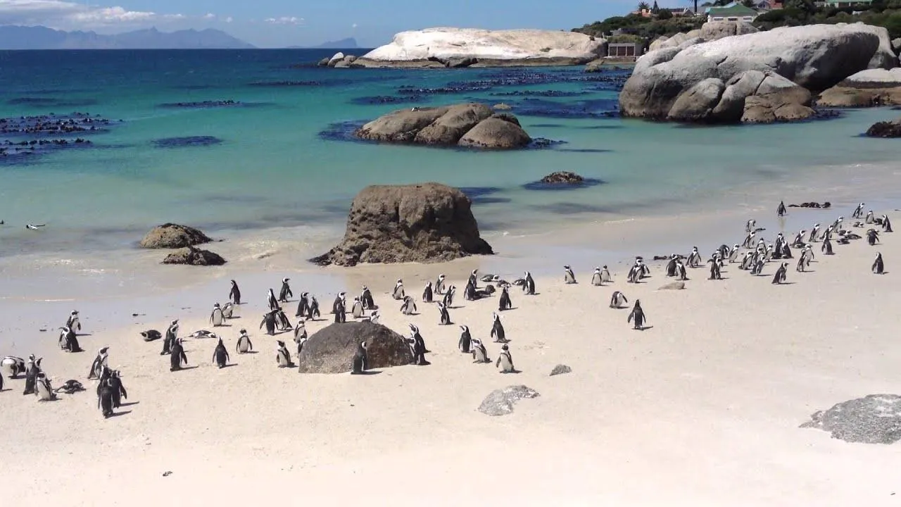 What to do in Cape Town in March 2024 Guides2Travel