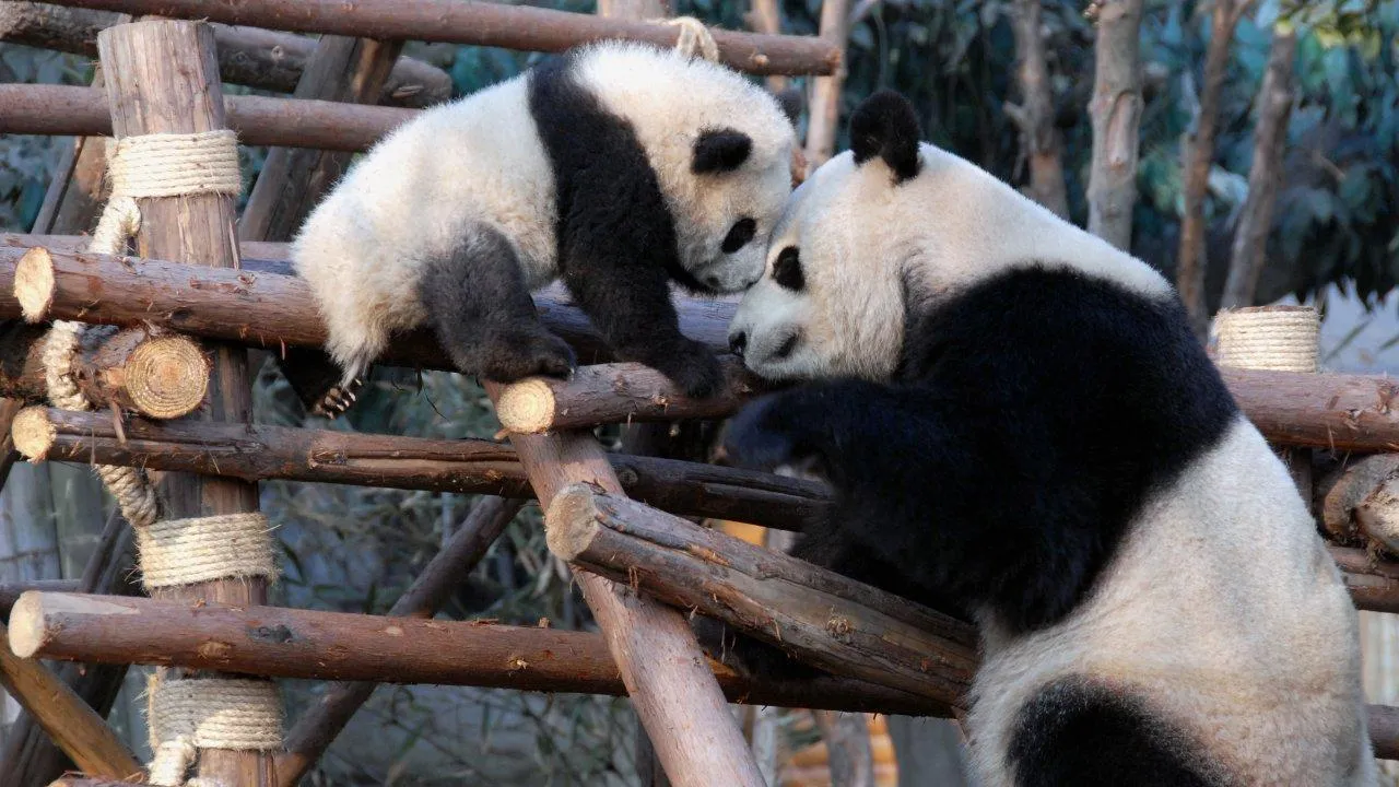 What to do in Chengdu in April 2024