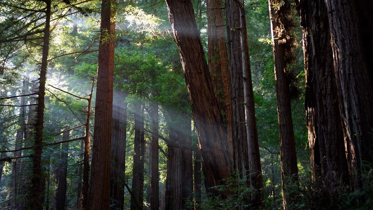 What To Do In San Francisco In January 2024 Guides2Travel   Muir Woods National Monument San Francisco January 1.webp