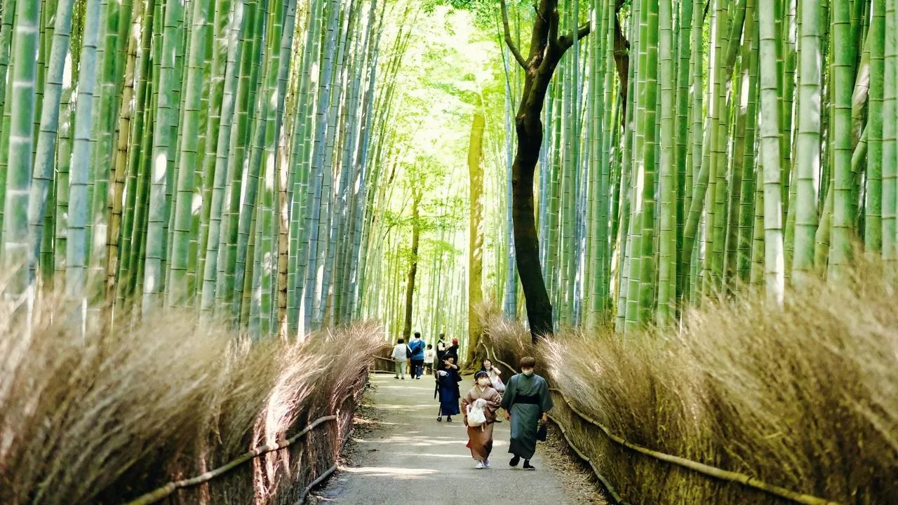 What to do in Kyoto in April 2024